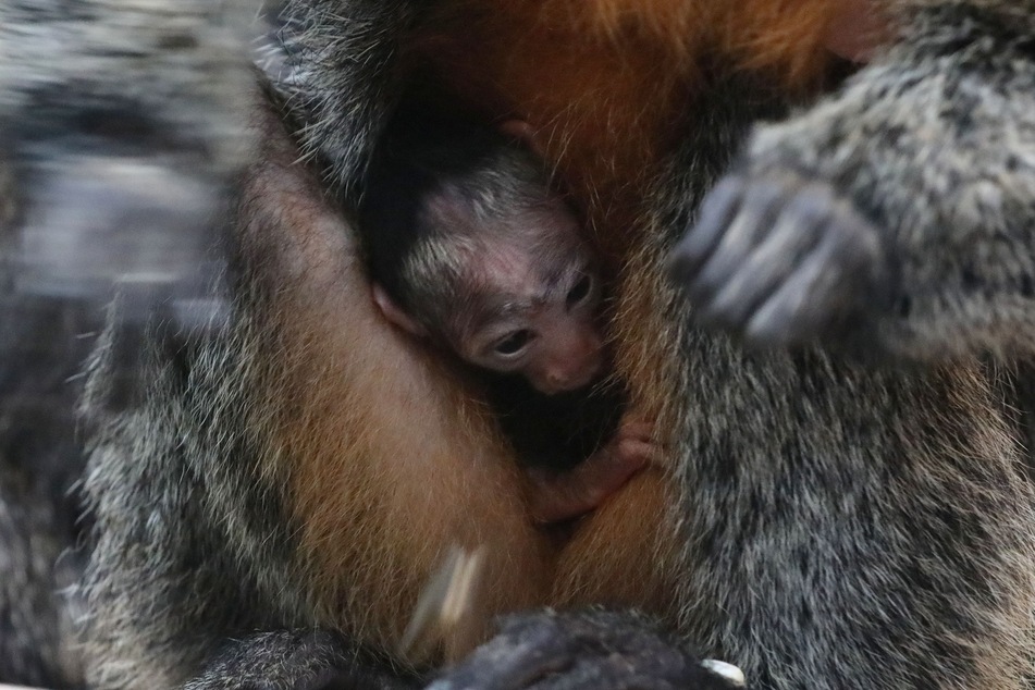 Der kleine Weißkopfsaki kam am 21. Oktober im Kölner Zoo zur Welt.