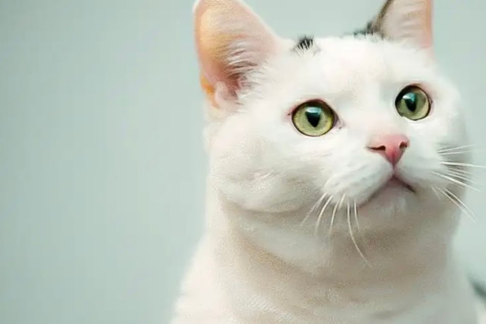 Katze Diva kämpft trotz Krankheit: Wer schenkt ihr ein neues Zuhause?