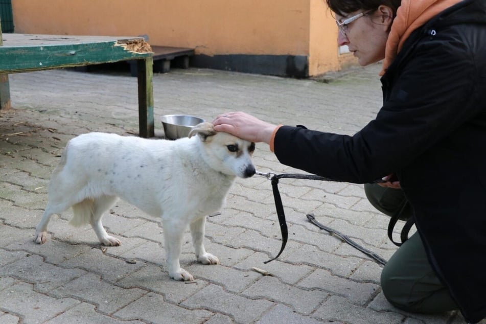 Milka genießt Streicheleinheiten sehr.
