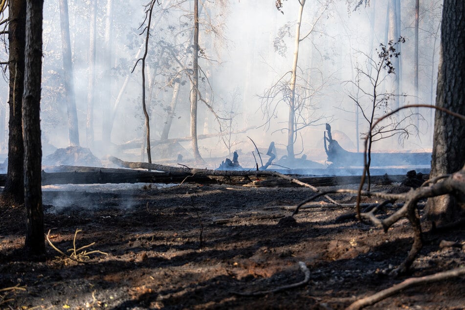 Bei Hainburg ist es zu einem Waldbrand gekommen.