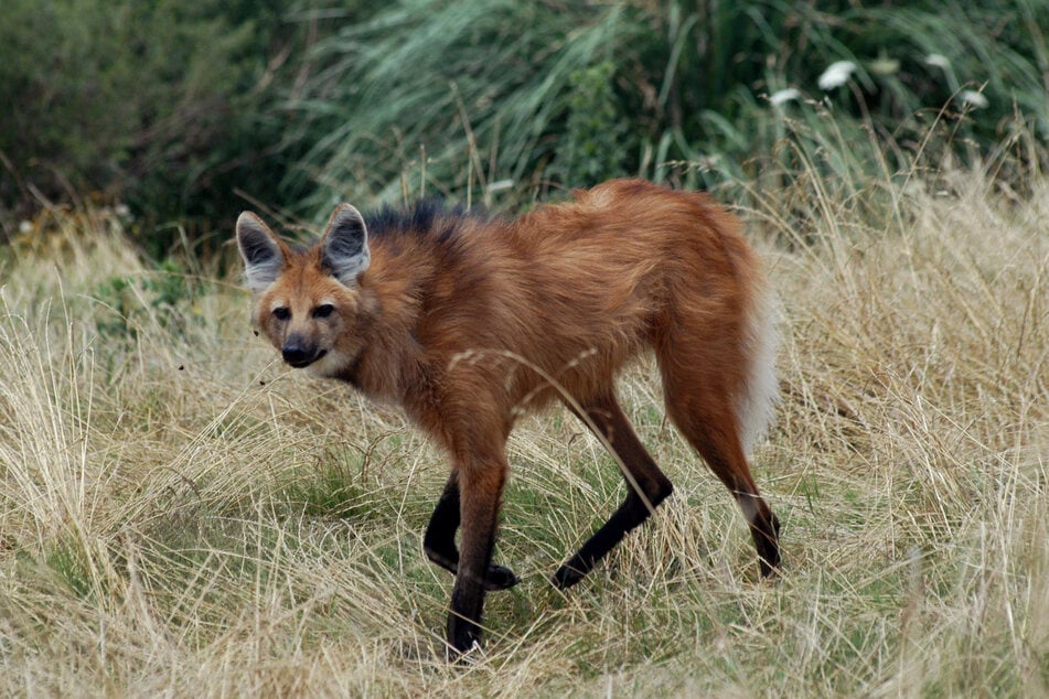 Der Mähnenwolf ist der größte Wildhund Südamerikas. Die Art gilt als gefährdet.