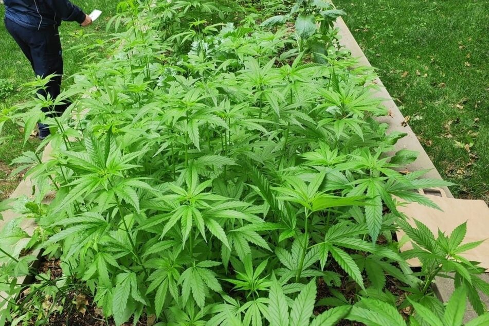 So präsentierten sich am Montag die mehr als 700 Cannabispflanzen der Polizei, die am Weißeplatz entdeckt worden.