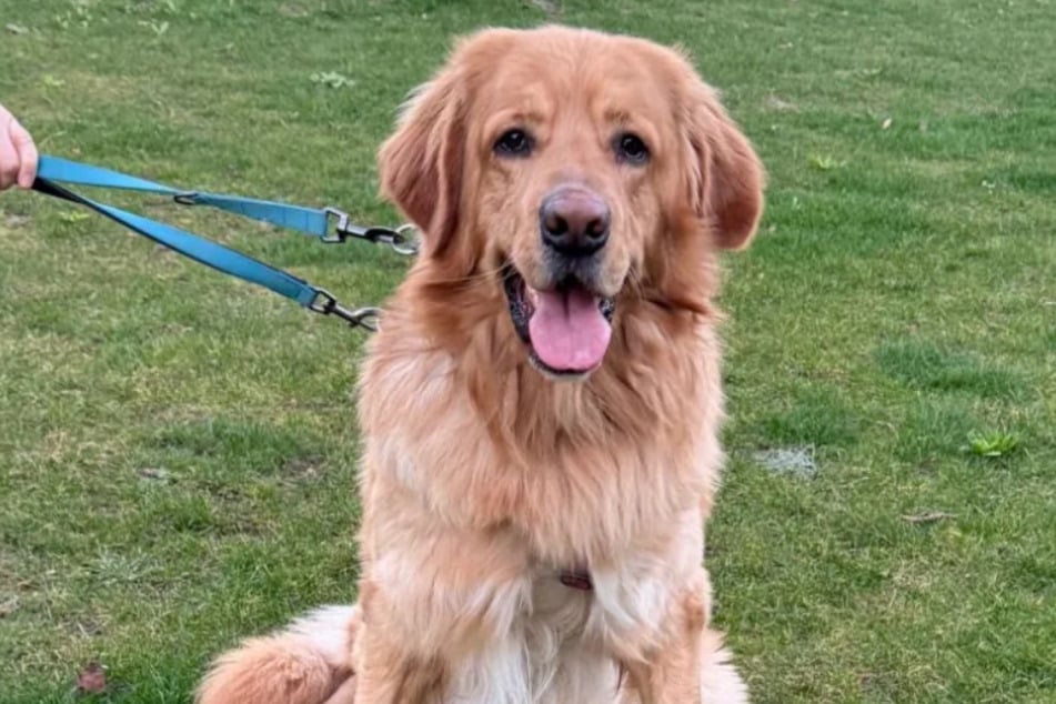 Cando versteht sich gut mit Artgenossen, weshalb die Tierretter sich eine weitere Hündin in seinem neuen Zuhause gut vorstellen könnten.