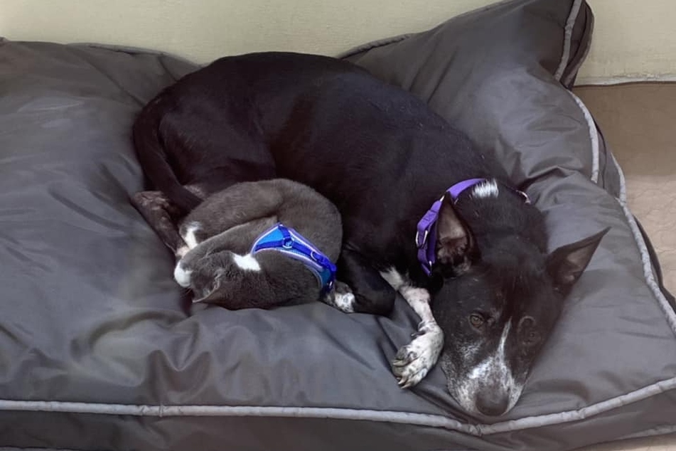 Two abandoned animals are as thick as thieves and their bond is more than sweet