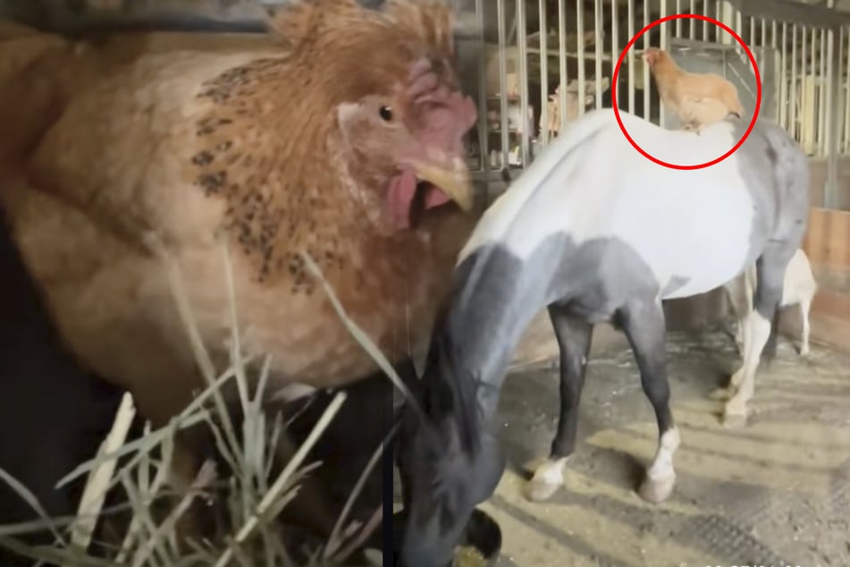 Grieving chicken bonds with new horse friend after devastating predator attack: "She found her safe place"