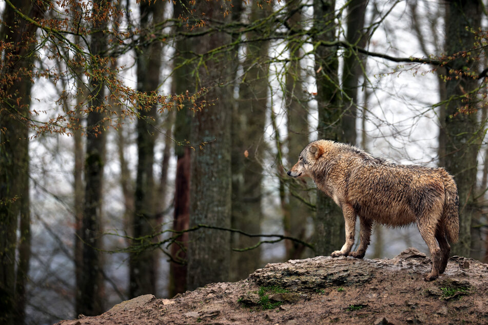 Horror-Fund im Artenschutz-Zentrum: Abgetrennter Wolfskopf entdeckt!