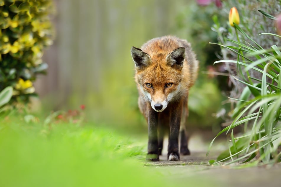 Wie handelt man richtig, wenn man einen Fuchs im Garten sieht?