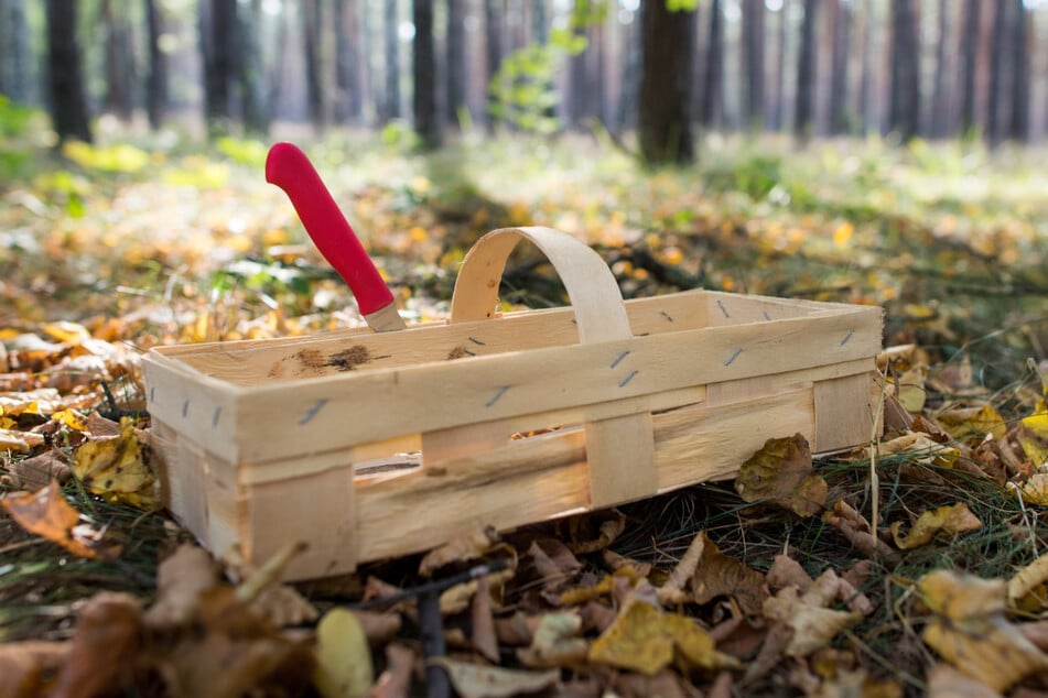 Noch gibt es für sächsische Pilzsammler nichts zu jubeln. Das Angebot im Wald ist rar, die Körbe sind daher leer.