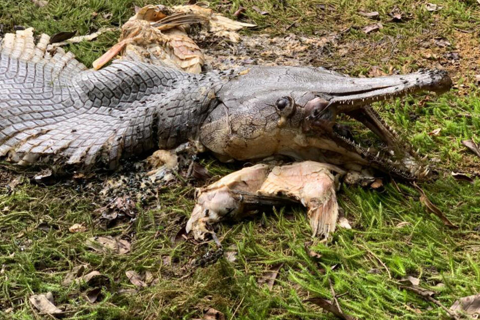 The dead alligator gar up close.