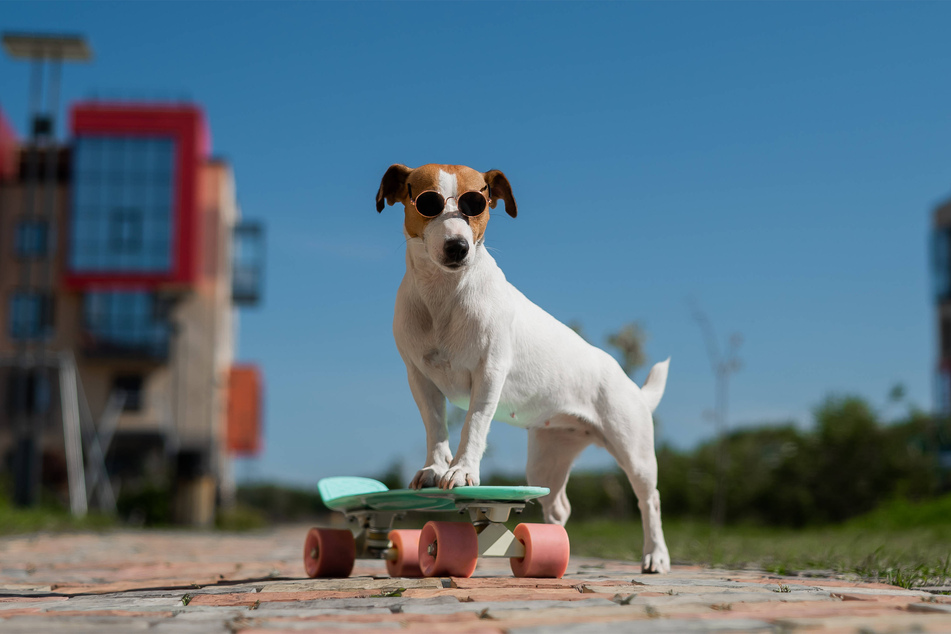 Dog skateboarding is actually more common than you'd expect.