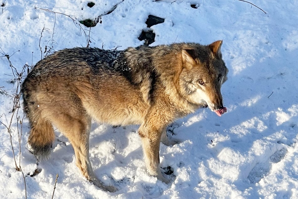 August, der letzte Wolf im Wildgehege Moritzburg, ist tot.