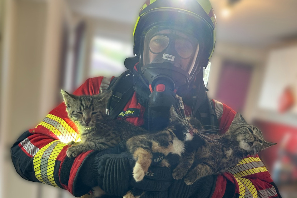 Verschmorte Kaffeemaschine: Feuerwehr rettet vier Kätzchen vor dem Ersticken