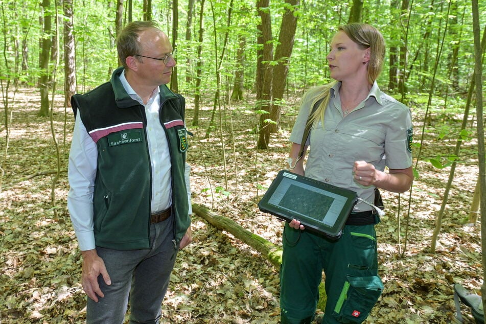 Forstminister Wolfram Günther (50, Grüne) im Gespräch mit Sachsenforst-Mitarbeiterin Beke Hielscher (35). Die Lage der geschützten Biotopbaum-Flächen wird auf Karten zur Waldbewirtschaftung vermerkt.