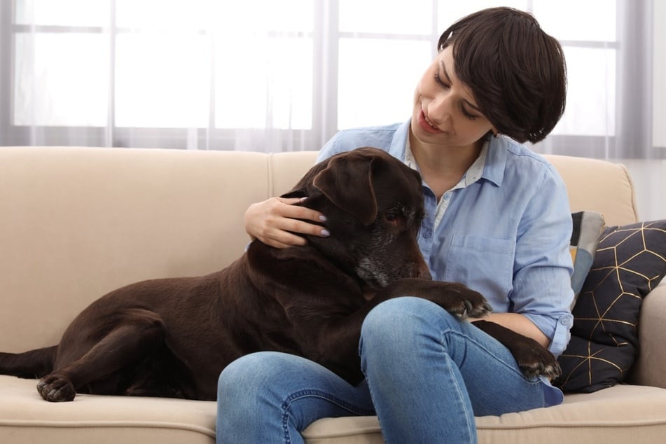 Labrador Retrievers will always strive to please their owners.