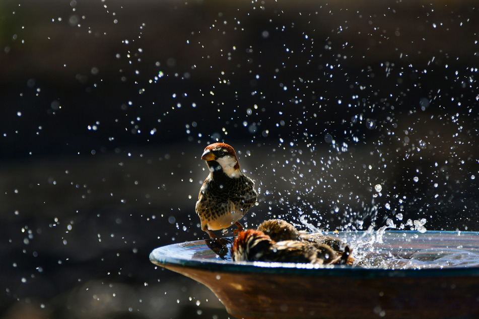 Vögel nehmen an heißen Tagen gerne ein erfrischendes Bad in der Vogeltränke.