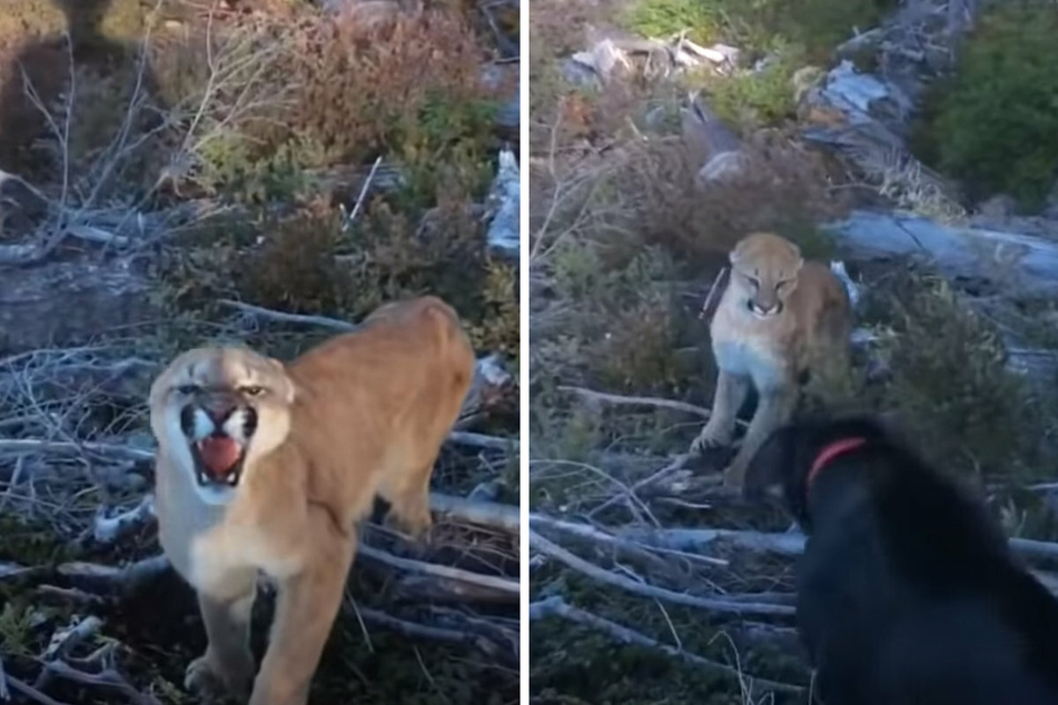 Bedrohlich zeigt der Puma seine Zähne. Der Labrador lässt sich davon nicht beeindrucken und bellt das Wildtier an (r).