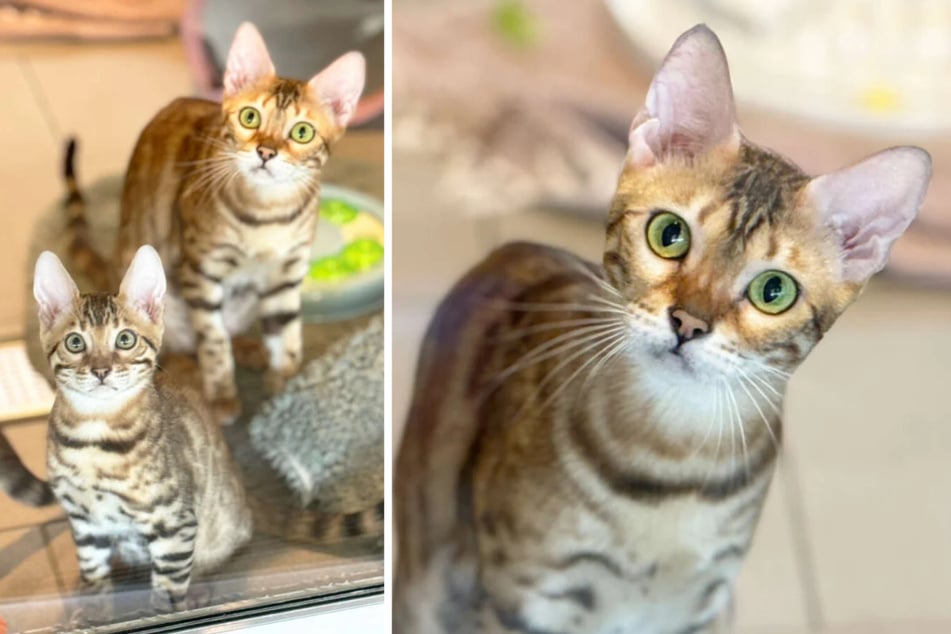 Maman chatte Haribo (2) attend avec sa petite fille Hunter un nouveau foyer.