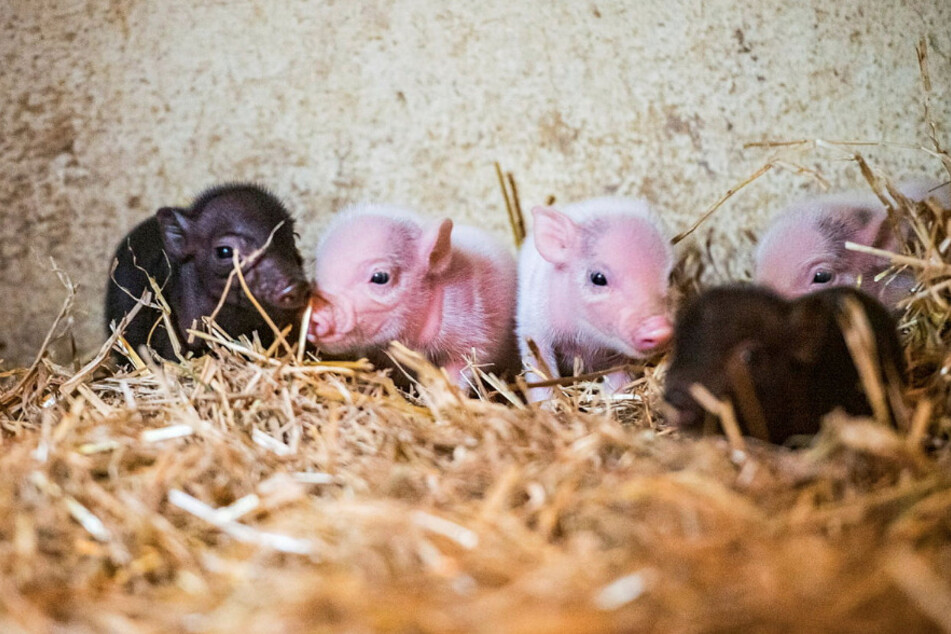 Insgesamt sechs Miniferkel brachten die Schweine "Rudi" und "Rosalie" zur Welt. Die Ferkel sind noch namenlos.