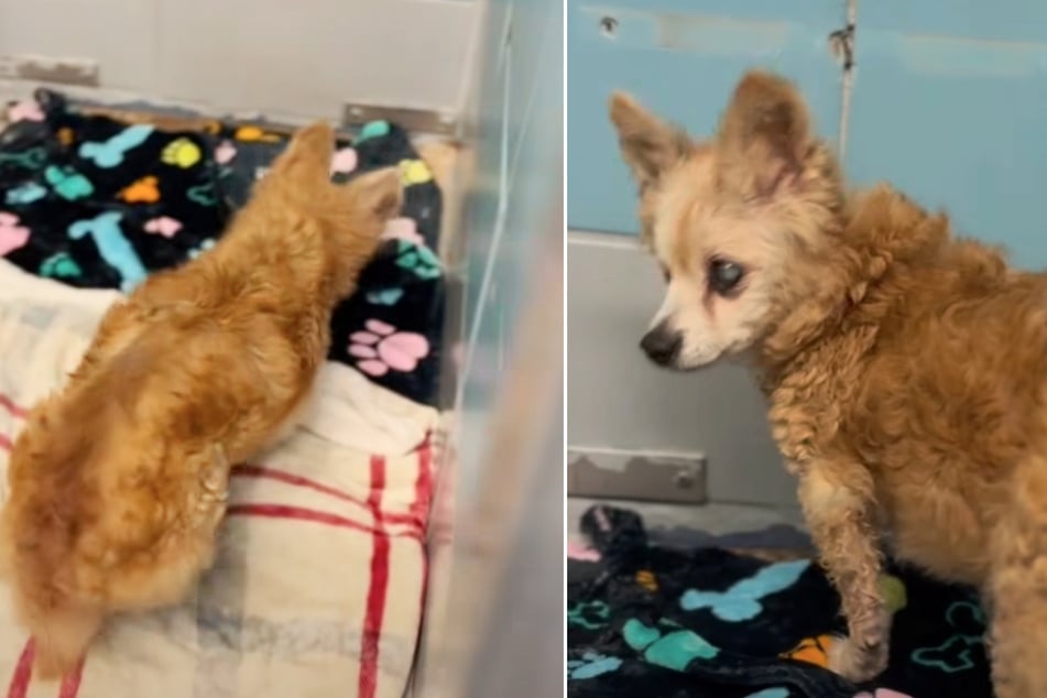 Hündin landet nach 15 Jahren zum zweiten Mal im Tierheim: Der Grund bricht den Pflegern das Herz