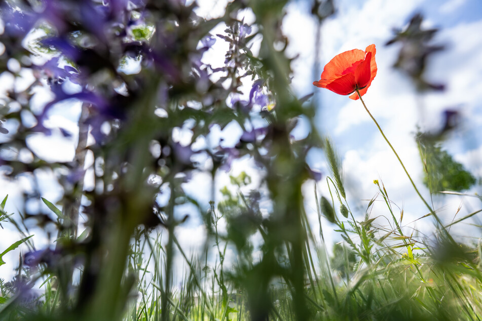 Die Höchsttemperaturen in Nordrhein-Westfalen liegen in den kommenden Tagen zwischen 15 und 21 Grad.