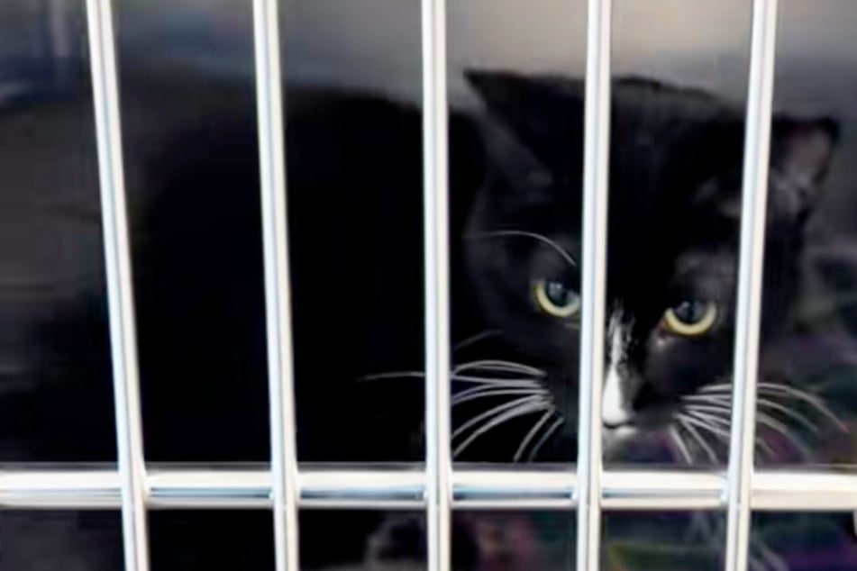 Katze Whisk hat fast ihre gesamte Zeit im Tierheim verbracht.