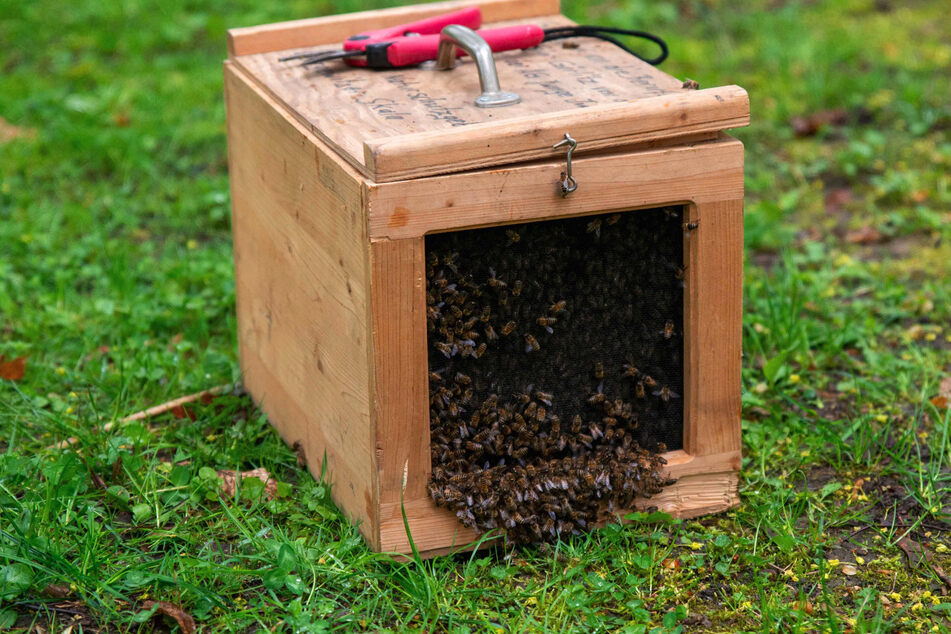 In einer sogenannten Beute gehen die Bienen unbeirrt dem Honigmachen nach.