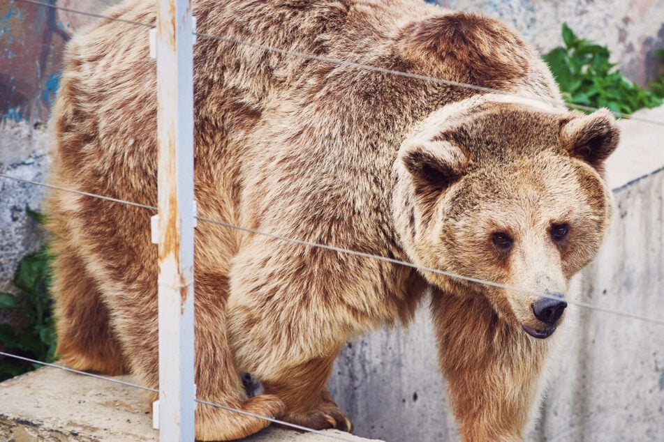 Beim Zoobesuch! Mutter schmeißt ihre kleine Tochter ins Bärengehege