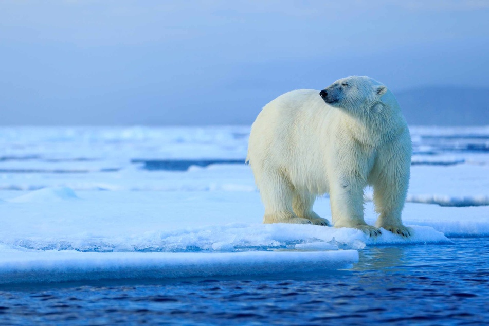 Im entfernten US-Bundesstaat Alaska ist der weltweit offenbar erste Eisbär an der Vogelgrippe gestorben. (Symbolbild)