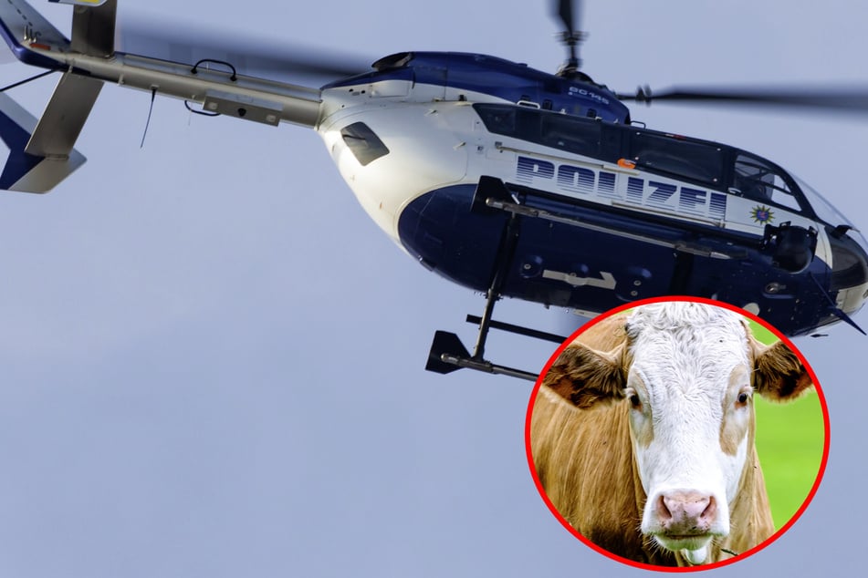 Auf dem Weg zum Schlachter geflohen: Polizei sucht mit Hubschrauber nach Kuh