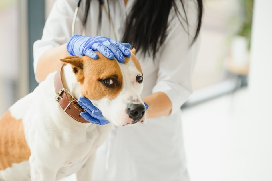 Zeigt der Hund bestimmte Symptome, muss er schnell in die Tierarztpraxis.