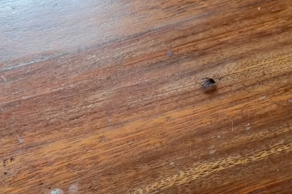 Dieses haarige Etwas war von Urlaubern zunächst für eine große Bali-Spinne gehalten worden.