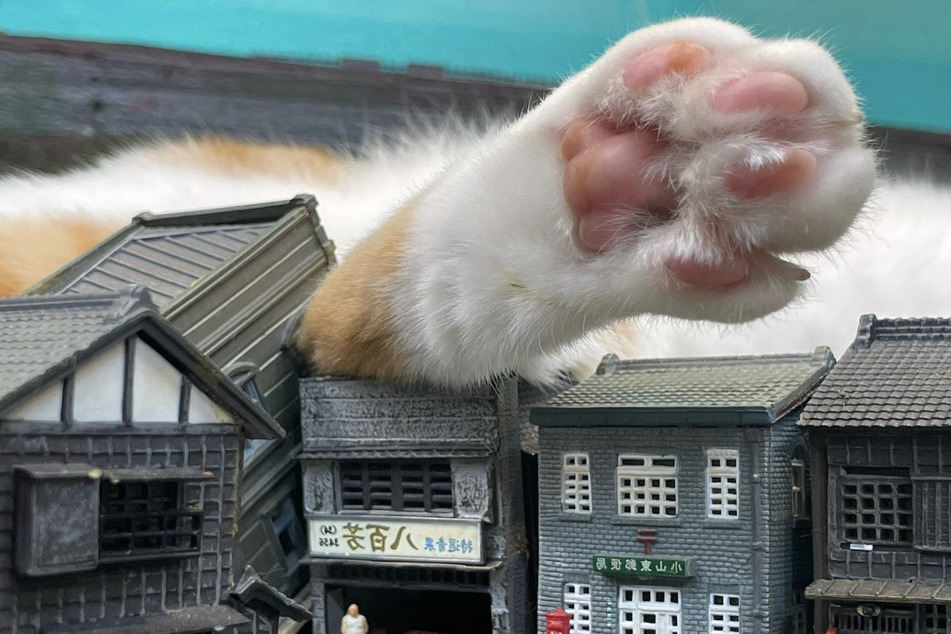 "Giant" cats pounce on mini villages in purr-fect restaurant