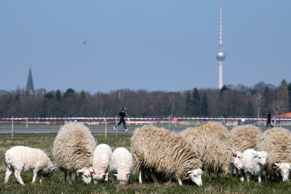 Im Rahmen eines fünfjährigen Pilotprojekts grasen über 80 Schafe auf dem Tempelhofer Feld (Archivbild).