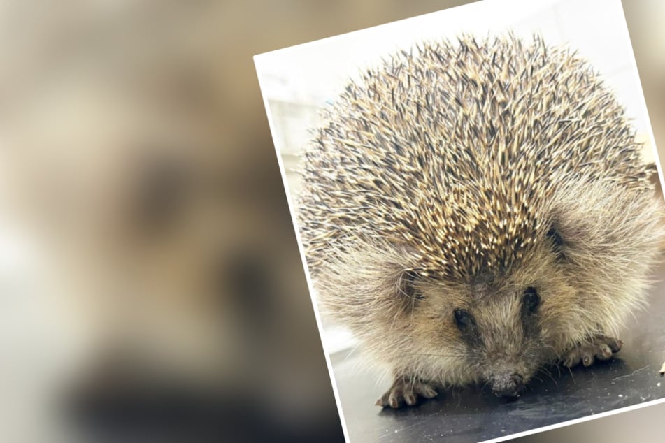 Igel sieht seltsam aufgeblasen aus, als er ins Tierheim gebracht wird: Daran wäre er fast gestorben