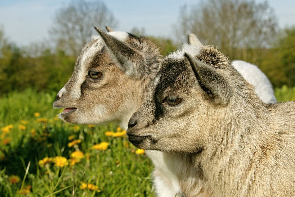 Tiny pygmy goats are sweet and loving animals.