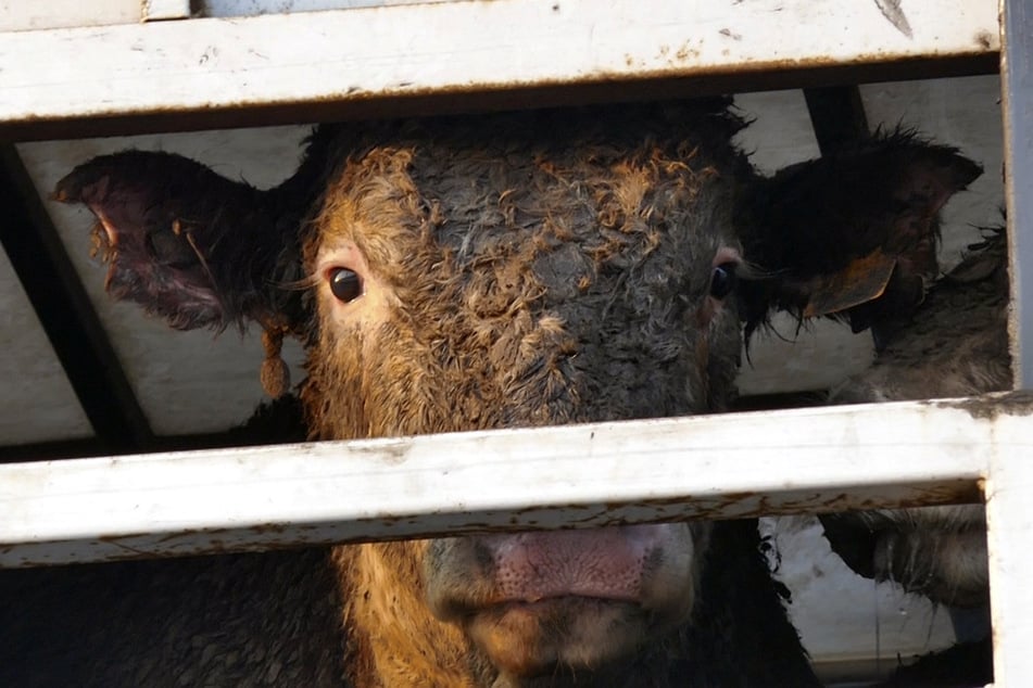 Auch Rinder gehören zu Tierarten, die teils tagelang Strapazen über sich ergehen lassen müssen, bis sie am Zielort ankommen.