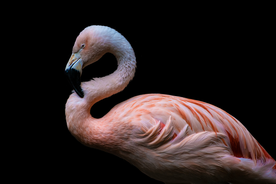 The American Flamingo is on the list of threatened species.