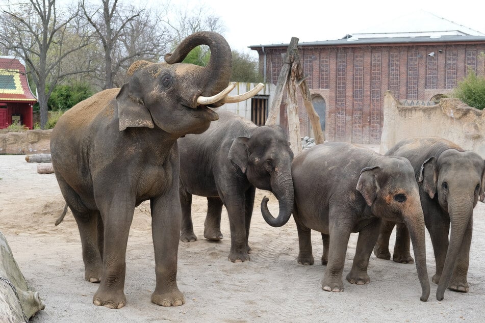 Nikolaus-Bescherung im Leipziger Zoo: Nur die Elefanten müssen auf Diät?