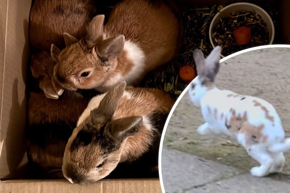 Zvířecí týrání v Drážďanech: několik králíků vypuštěno.