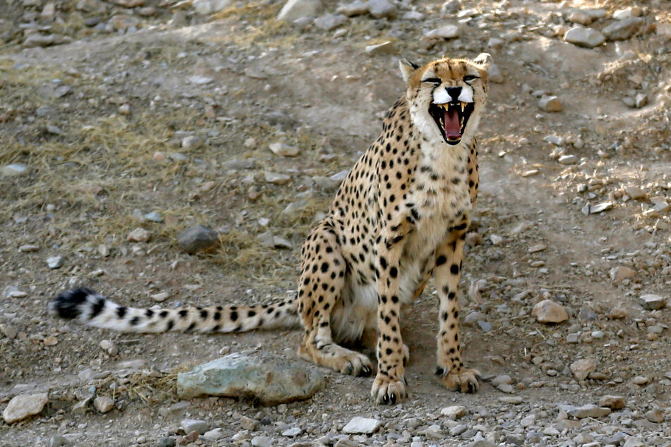 Last Asiatic cheetah cub dies as Iran mourns blow to endangered species
