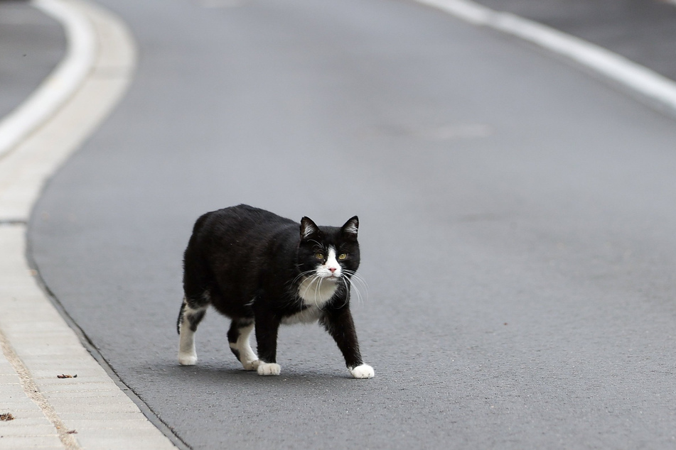 Katzen sollen in gleich zwei Fällen Verkehrsunfälle in Hürth und Pulheim verursacht haben. (Symbolbild)