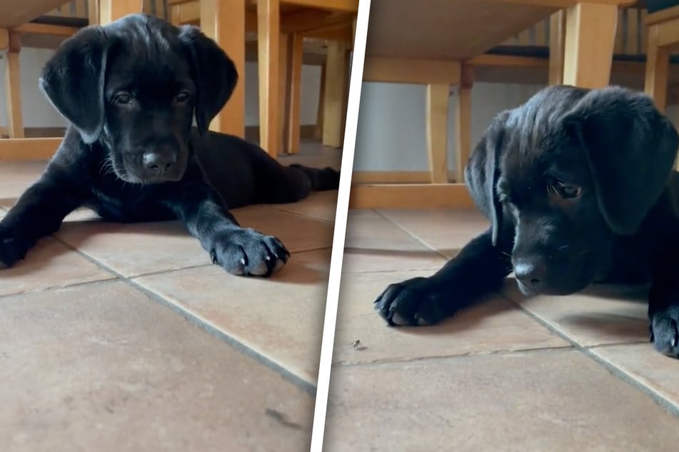 Puppy gets cute and curious in priceless TikTok video