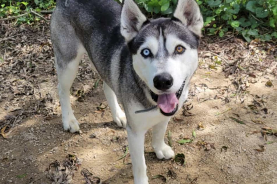 Hund Timber wurde nur zwei Tage nach Carrie von derselben Familie adoptiert.