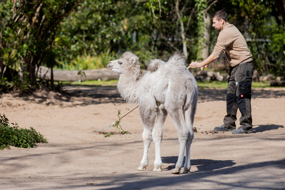 Ein Pfleger mit einem neugeborenen Trampeltier Ende März 2020 im Kölner Zoo.