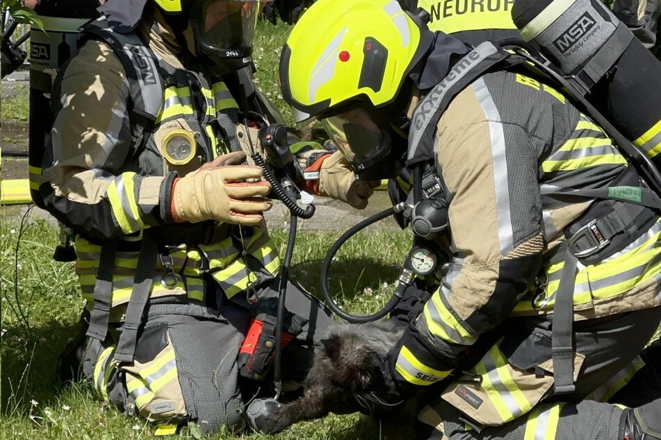 Hier versucht die Feuerwehr, eine der Katzen zu reanimieren.