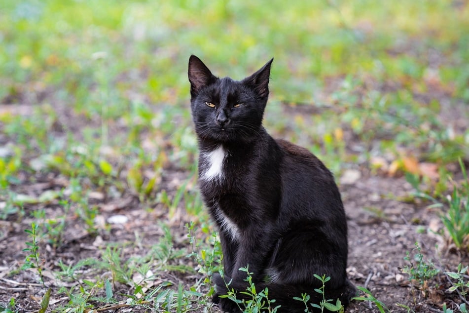 Die Katze Taboo schleicht sich regelmäßig in die Nachbargärten und klaut Gegenstände. (Symbolbild)