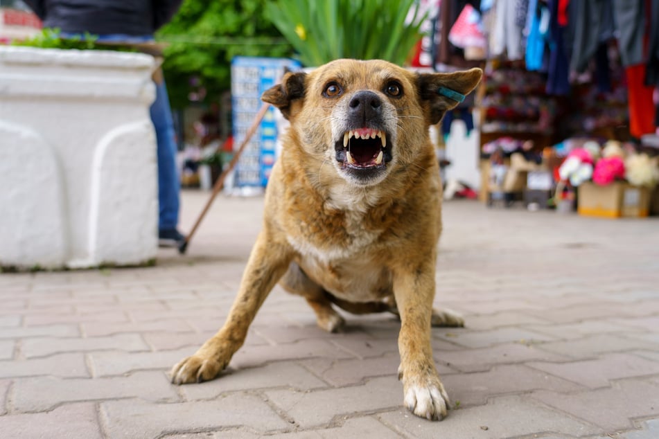 Der Hund wurde eingefangen und eingeschläfert, um eine mögliche Ausbreitung zu verhindern. (Symbolbild)