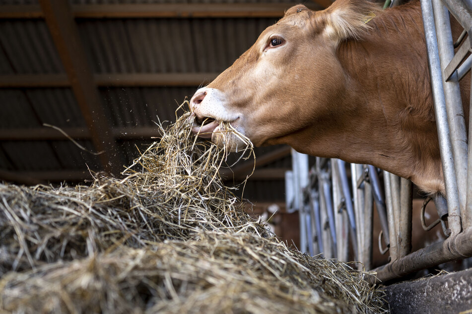 Wegen des Verdachts der Tierquälerei ermittelt die Staatsanwaltschaft Aachen gegen einen Mitarbeiter eines Landwirtschaftsbetriebs aus dem Kreis Heinsberg (Symbolbild).