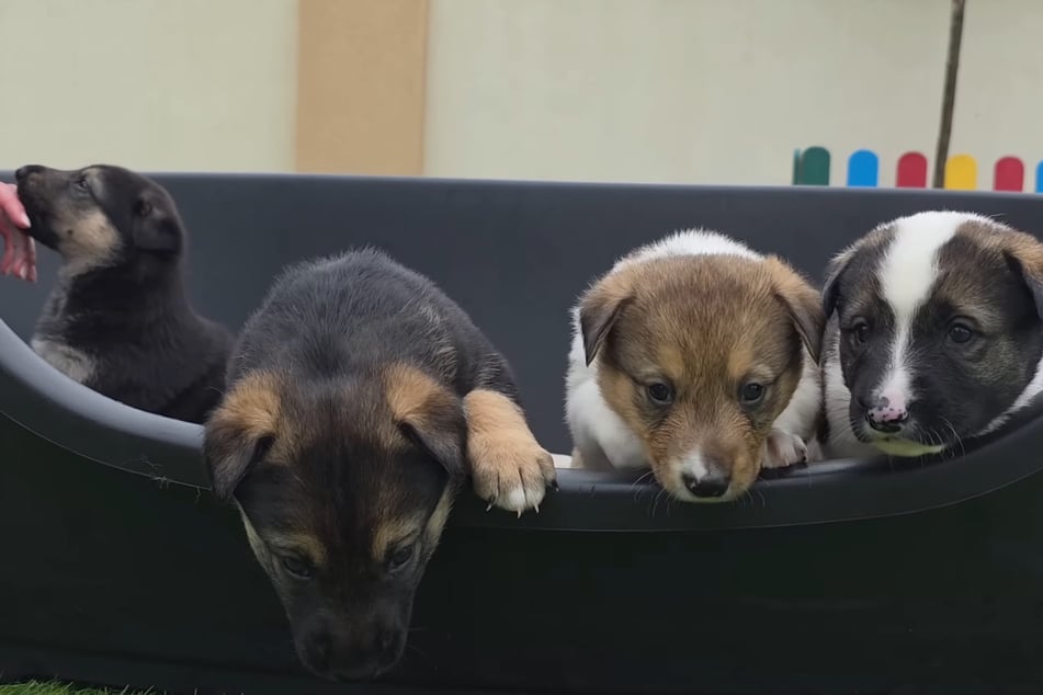 Jetzt sind die vier Fellnäschen in Sicherheit bei den Love Furry Friends.
