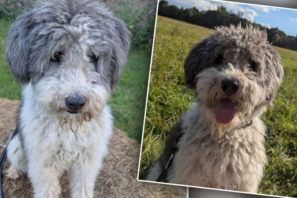 Encantador peludo rizado busca nuevos dueños: el perro Boomer es joven, cariñoso y divertido